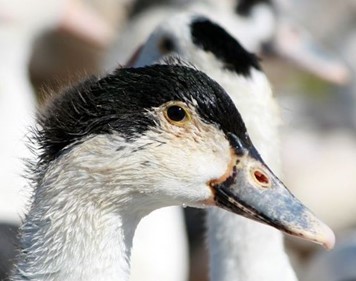 Foie Gras